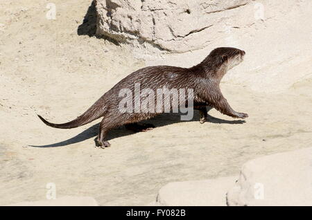 Orientali o Asian small artigliato lontra (Aonyx cinereus) in esecuzione sulla riva Foto Stock