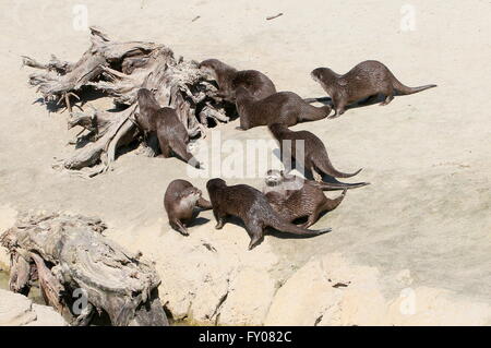 Gruppo di orientali Asiatici o piccole artigliato lontre (Aonyx cinereus) giocando e correre sulla riva Foto Stock