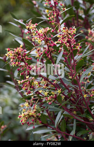 Fiori di Primavera della Australian mountain pepe bush, Tasmannia (Drimys lanceolata) Foto Stock