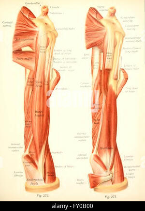 Atlas e libro di testo di anatomia umana da Sobotta, Johannes, 1869-1945; McMurrich, J. Playfair (James Playfair), 1859-1939 Foto Stock