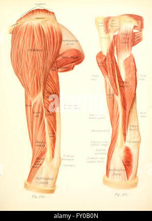 Atlas e libro di testo di anatomia umana da Sobotta, Johannes, 1869-1945; McMurrich, J. Playfair (James Playfair), 1859-1939 Foto Stock