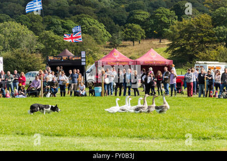 I visitatori del Lancashire gioco e Country Festival 2015 guarda una dimostrazione di sheepdog lavora con un branco di oche. Foto Stock