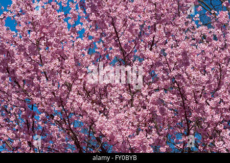 Dream Catcher fioritura cherry Foto Stock