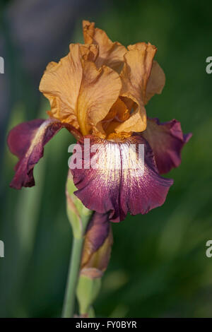 Hybrid tedesco fiore iris Foto Stock