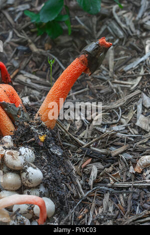 Mutinus ravenelii fungo Foto Stock