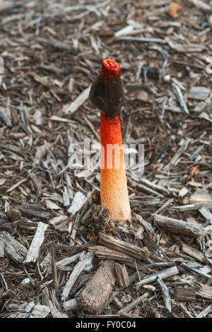 Mutinus ravenelii fungo Foto Stock