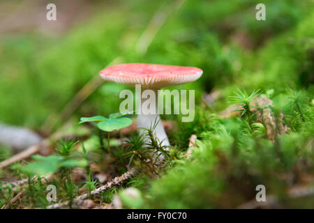 Piccolo fungo Russula nella foresta Foto Stock