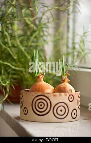 Le cipolle con la germogliazione verdi, verdure impostato in una piccola ciotola con acqua in fiore decorativo piantatrice e rosmarino arbusto. Foto Stock