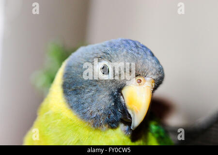 Profilo di parrot prugna-guidato Foto Stock