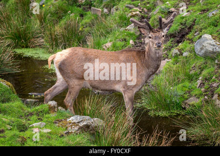 Il cervo (Cervus elaphus), captive, Skåne, Svezia Foto Stock