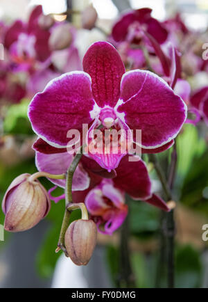 Primo piano di Claret Orchid fiori Foto Stock