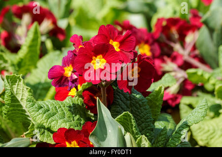 Primo piano di fiori di primule rosse Foto Stock