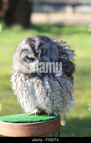 Tawny allocco (Strix aluco) agitando violentemente, Greifvogelstation Gut Leidenhausen, Köln Porz, NRW, Germania, tenuti in cattività Foto Stock