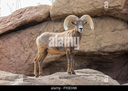 Desert Bighorn (Ovis canadensis nelsoni) Foto Stock