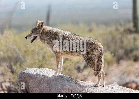 Coyote (Canis latrans), Deserto Sonoran, Arizona Foto Stock