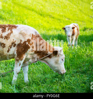 Mucca e vitello su sfondo di pascolo Foto Stock