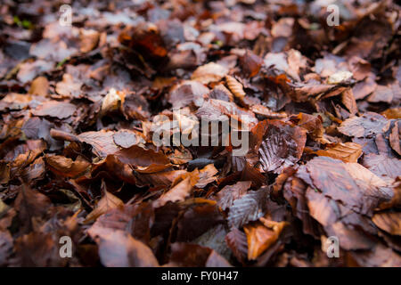 Pavimento della foresta di faggio morto foglie di albero Foto Stock