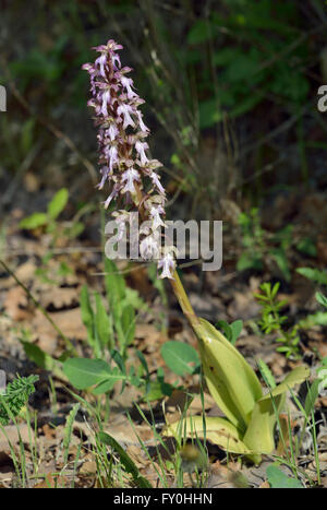 Giant Orchid - Himantoglossum robertianum Foto Stock