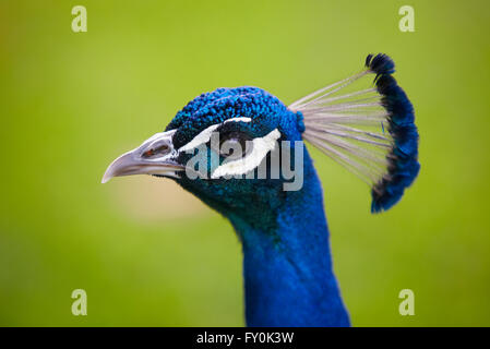 Peacock di testa su uno sfondo verde. Formato orizzontale Foto Stock
