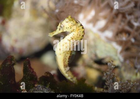 A lungo snouted seahorse Foto Stock