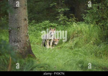 Eurasian graywolfs Foto Stock