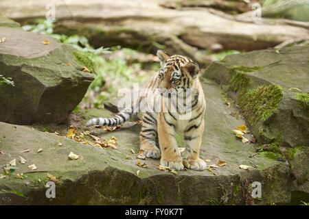 Tigre dell'Amur Foto Stock