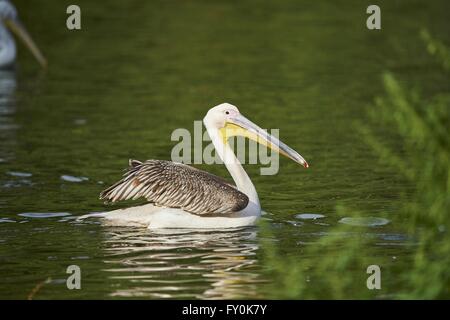 Pellicano roseo Foto Stock