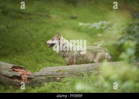 Eurasian graywolf Foto Stock