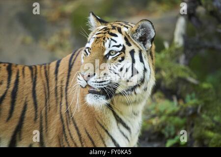 Tigre dell'Amur Foto Stock