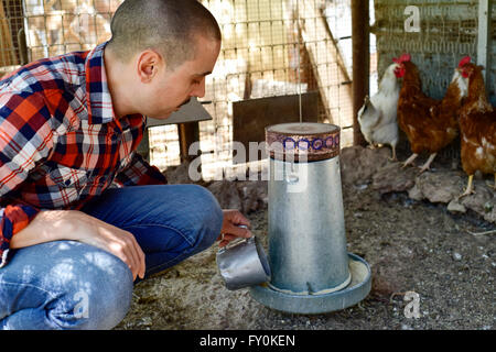 Primo piano di un giovane agricoltore caucasica uomo che indossa un plaid shirt alimentando le galline in un pollaio Foto Stock