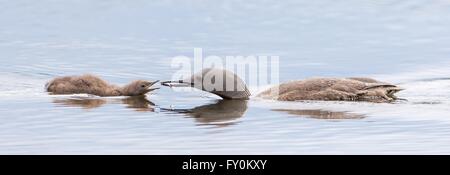 Rosso-throated diver Foto Stock