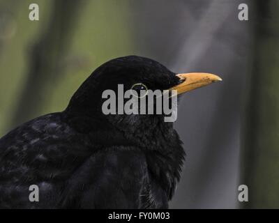 Merlo comune Foto Stock