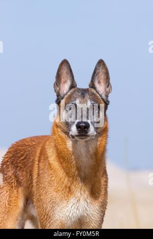 Ritratto Malinois Foto Stock