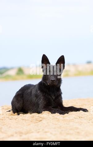 Giovane Pastore Tedesco Foto Stock