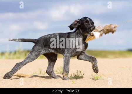 Giovane tedesco wirehaired puntatore Foto Stock