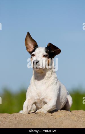 Giacente Jack Russell Terrier Foto Stock