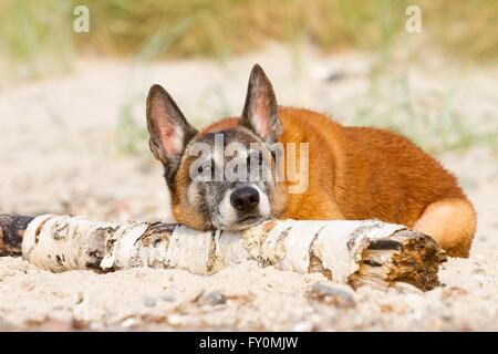 Malinois bugiardo Foto Stock