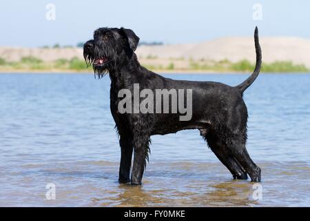 Schnauzer gigante in acqua Foto Stock