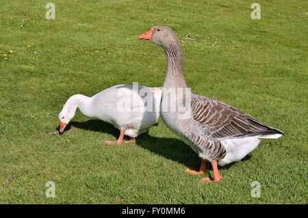 Due oche (Anser anser domesticus), uno bianco e uno grigio, passeggiate sull'erba Foto Stock