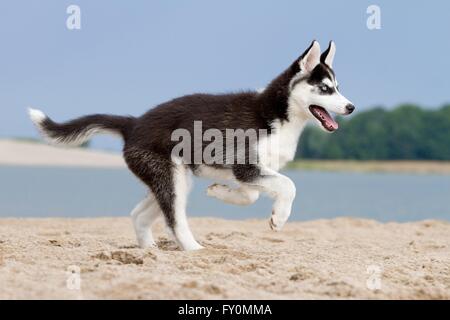 Siberian Husky cucciolo Foto Stock