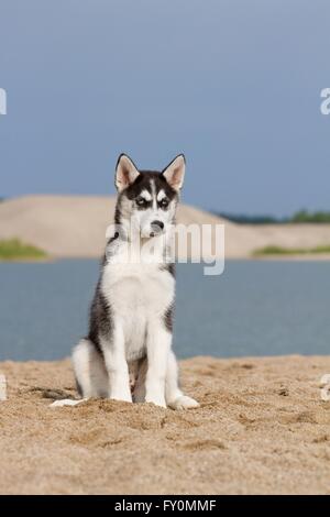 Siberian Husky cucciolo Foto Stock