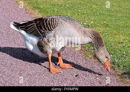 Graylag goose (Anser anser domesticus) su una strada di ghiaia Foto Stock