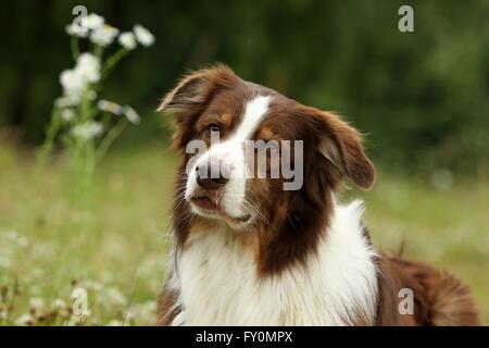 Australian Shepherd ritratto Foto Stock