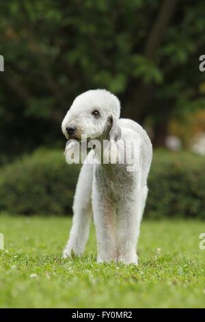 Bedlington Terrier Foto Stock