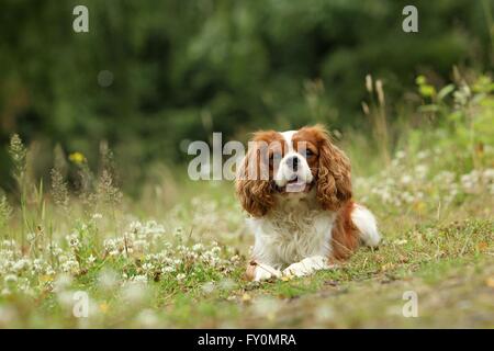 Giacente Cavalier King Charles Spaniel Foto Stock