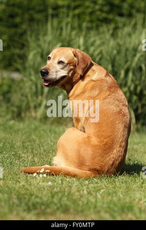 Udienza Labrador Retriever Foto Stock