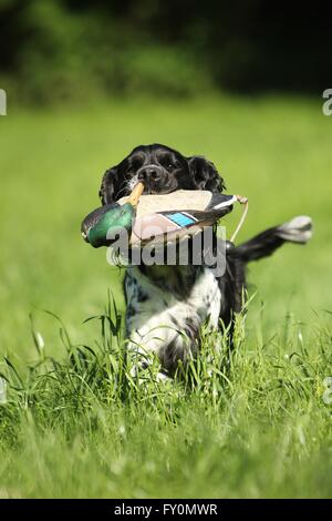 Recupero English Springer Spaniel Foto Stock