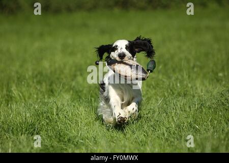 Recupero English Springer Spaniel Foto Stock