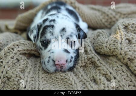 Alano cucciolo Foto Stock
