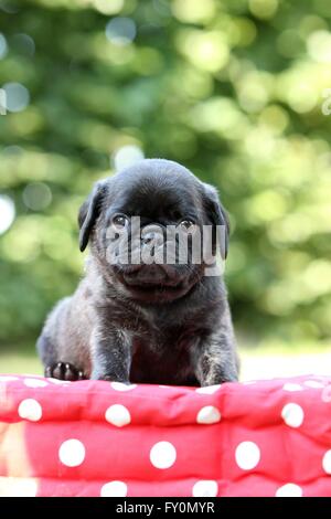 Cucciolo di Carlino Foto Stock